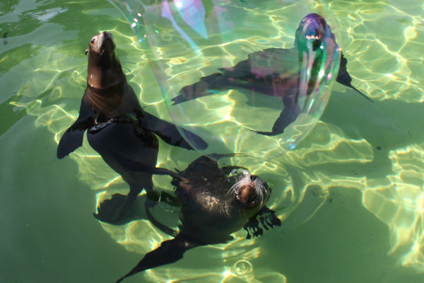 North Wales Zoo uses Dr Zigs Giant Bubbles for wonderful interactions with animals.