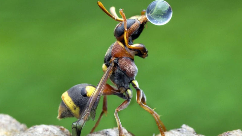Wasp making a bubble of water. Pic credit Lim Choo How