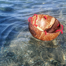 Dr Zigs Coconut Bucket